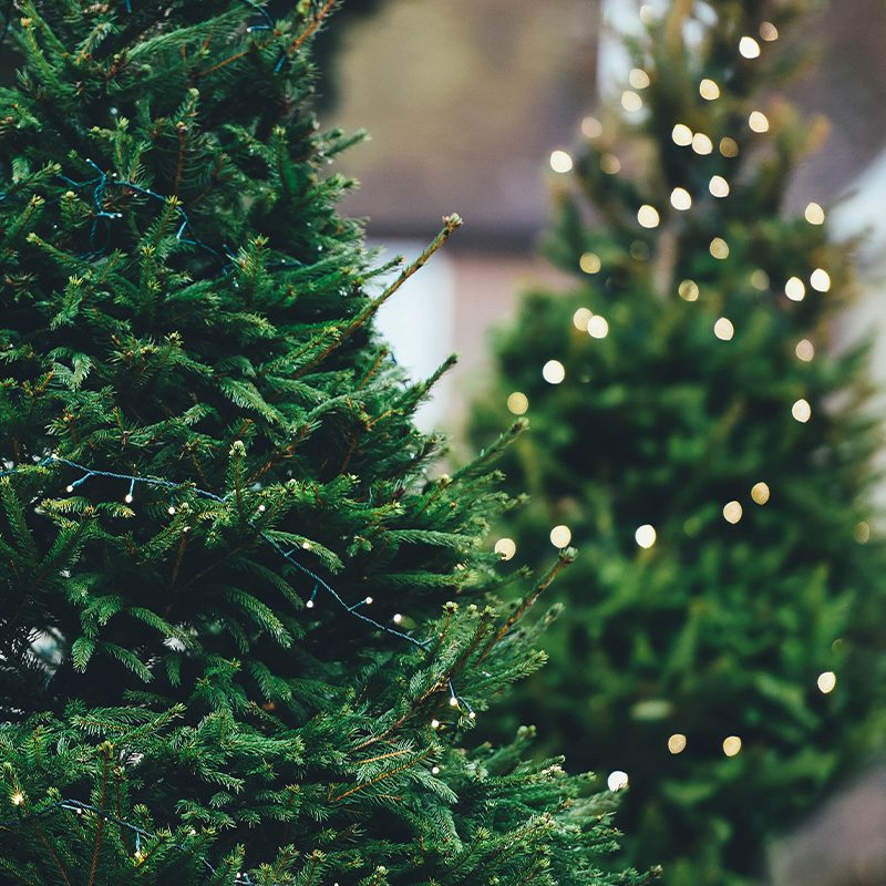 City Floral Garden Center-holiday greens-christmas trees with lights