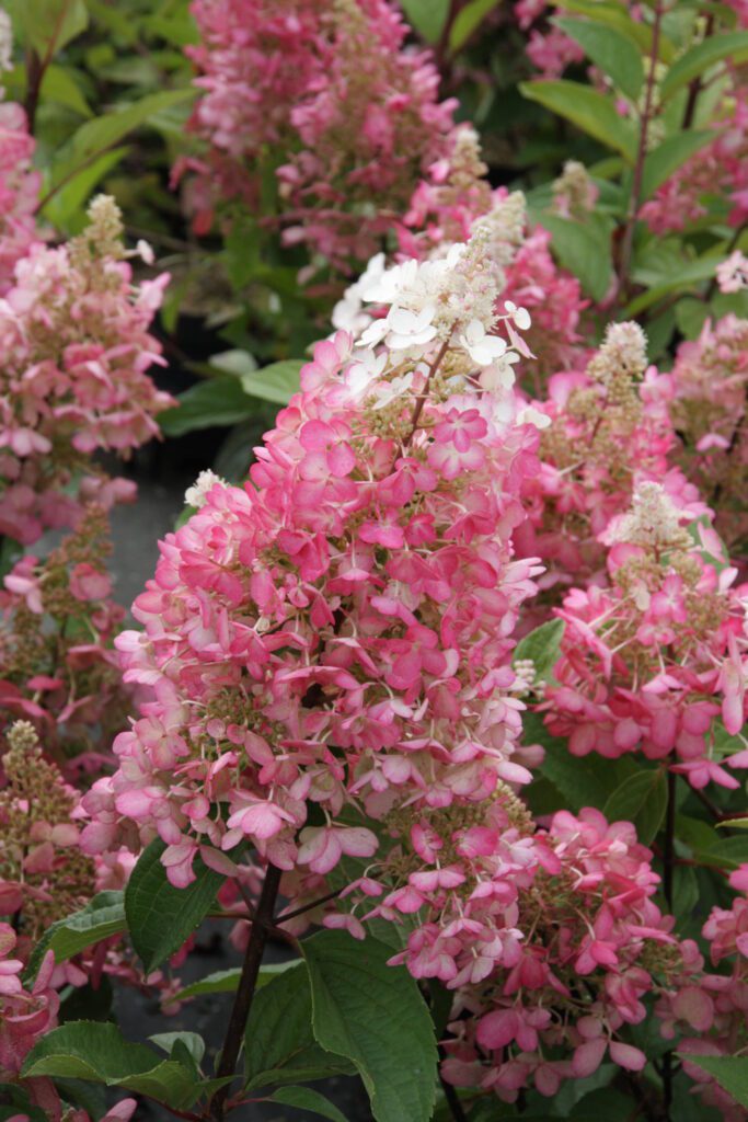 Hydrangea Shrub Ruby Slippers Variety with bright red flower clusters | City Floral Garden Center - Denver