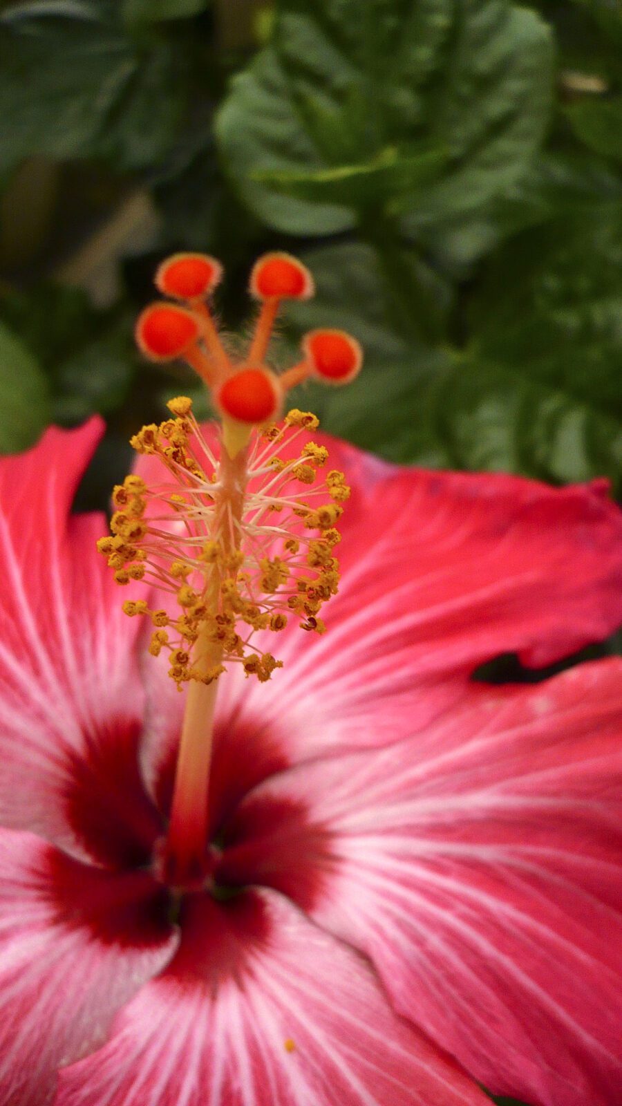 hibiscus flower detail