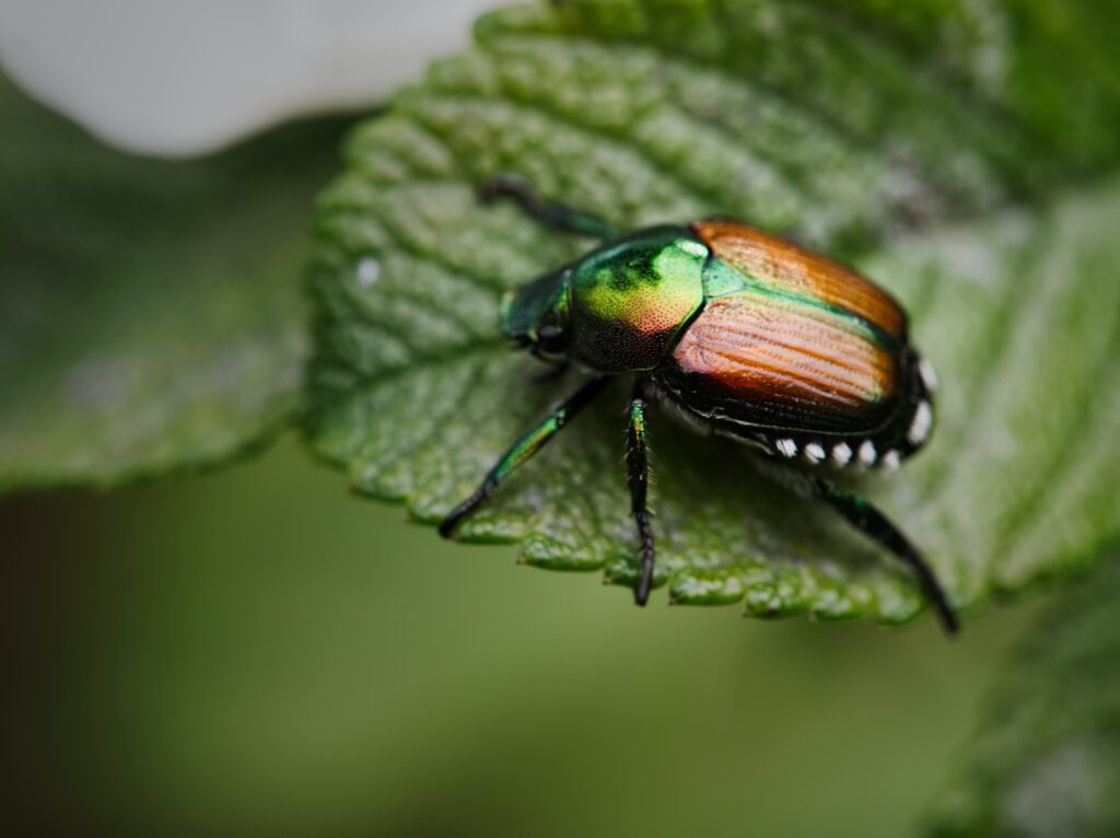 japanese beetle pest