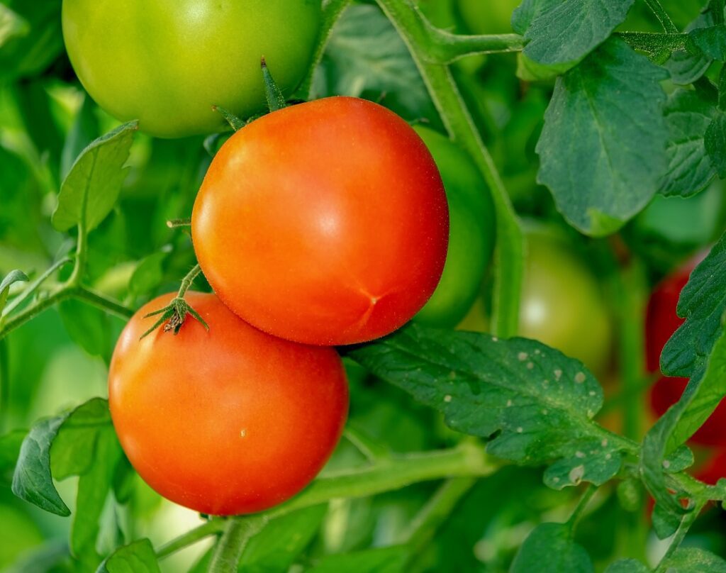 tomatoes on plant