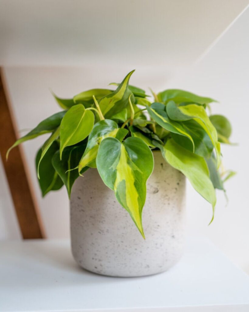brasil philodendron houseplant in cement planter pot
