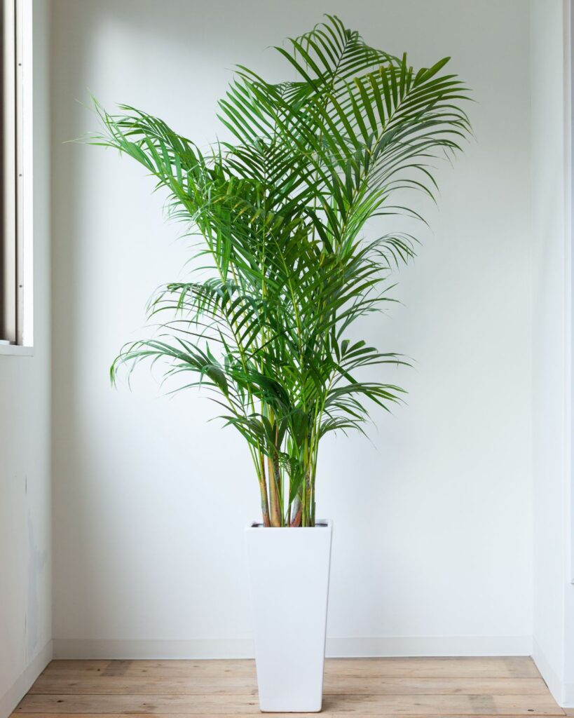 large palm houseplant in tall white planter