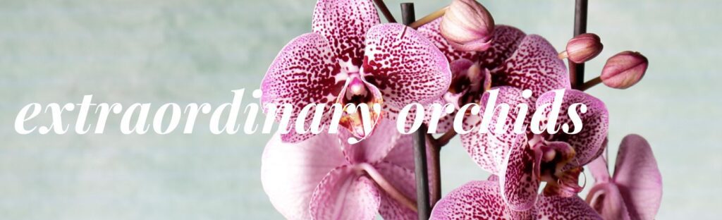orchids are the top trend in houseplants for 2023