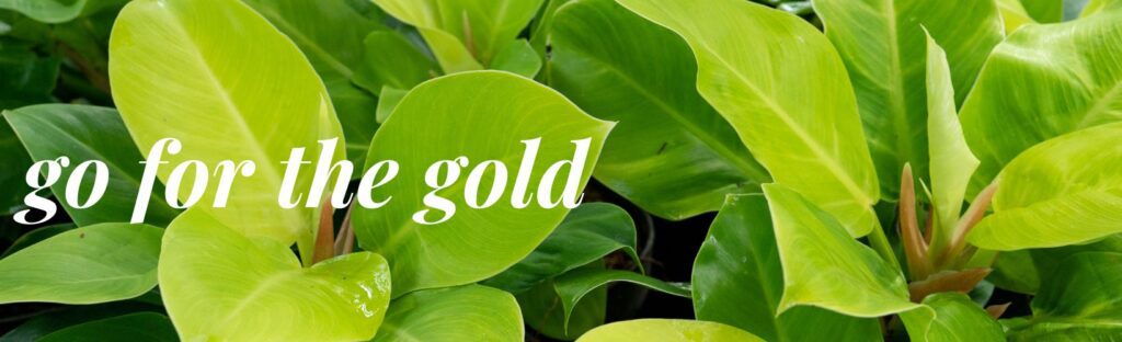golden hues are trending in houseplants for 2023