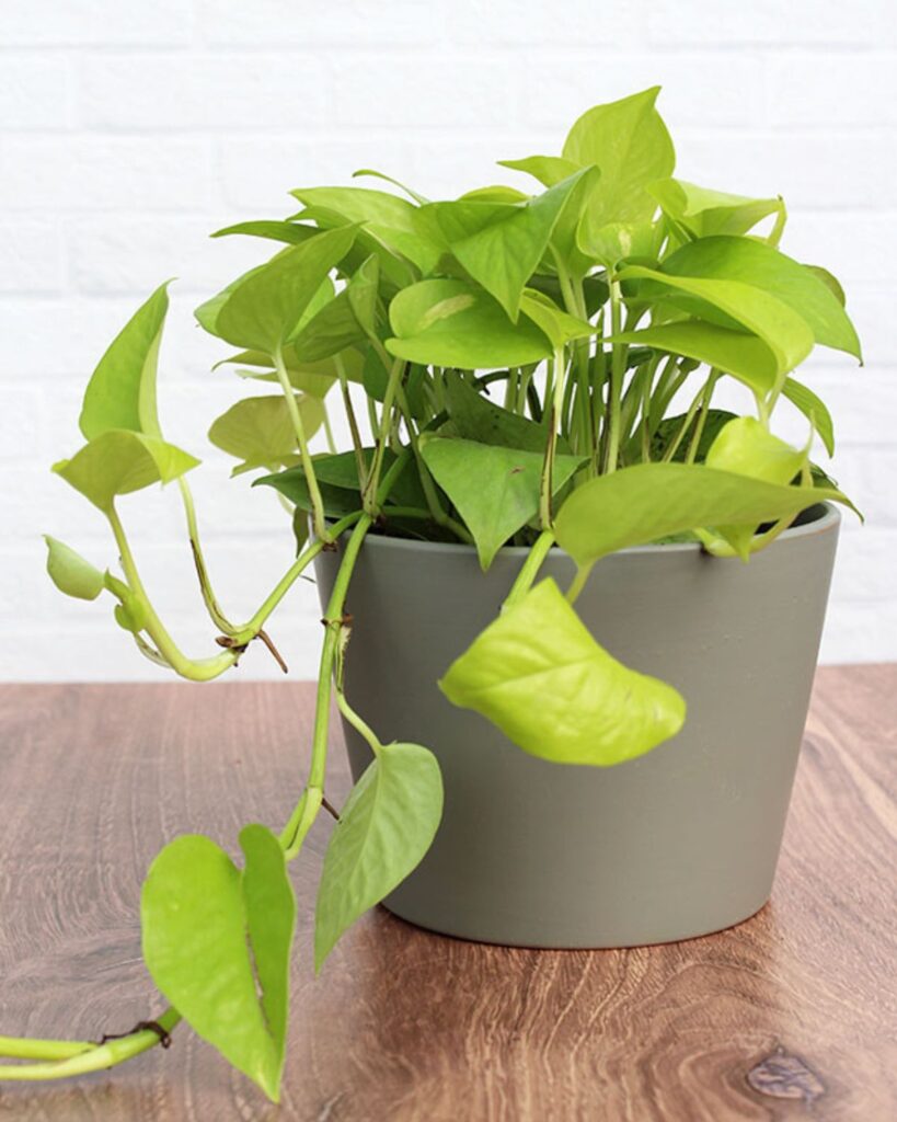 neon pothos houseplant trailing in grey planter pot