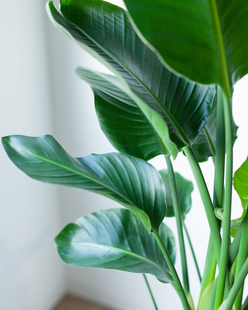 bird of paradise houseplant large houseplants