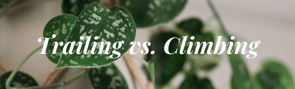 trailing or climbing houseplants city floral greenhouse denver