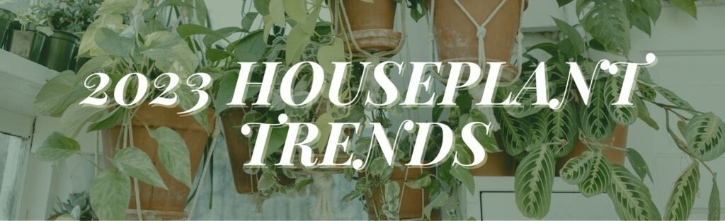 Houseplants trends for 2023