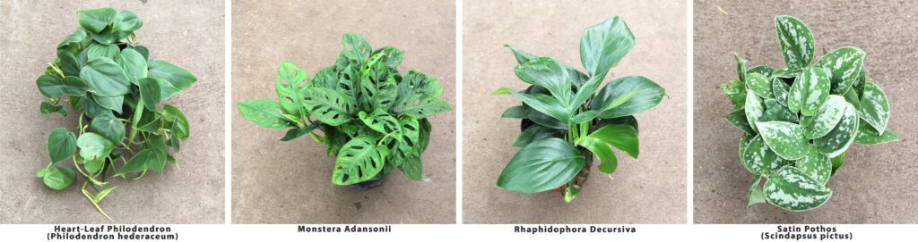 houseplants that love to trail or climb a moss pole or support city floral greenhouse denver
