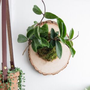 hoya plant mounted on a piece of wood with sphagnum moss on a white wall