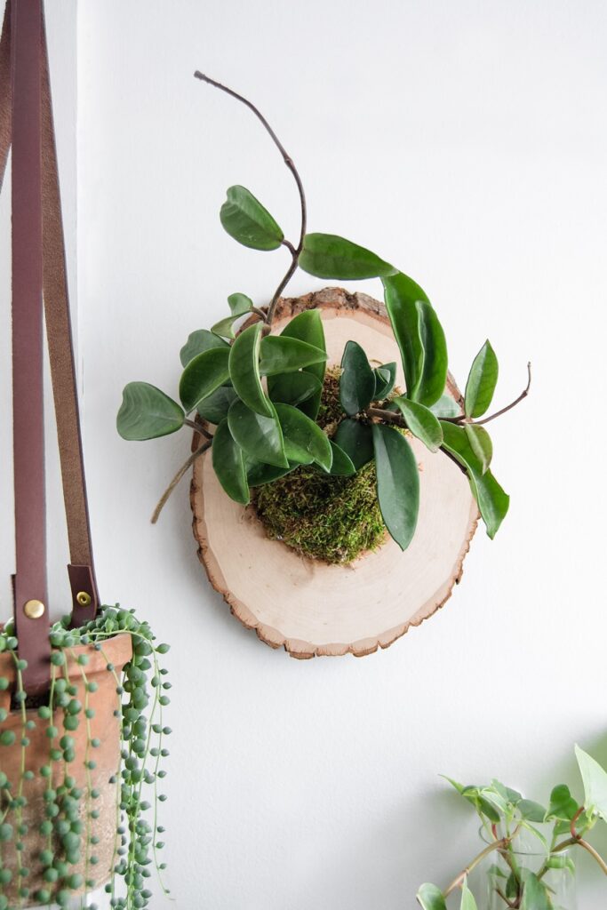 hoya plant mounted on a piece of wood with sphagnum moss on a white wall
