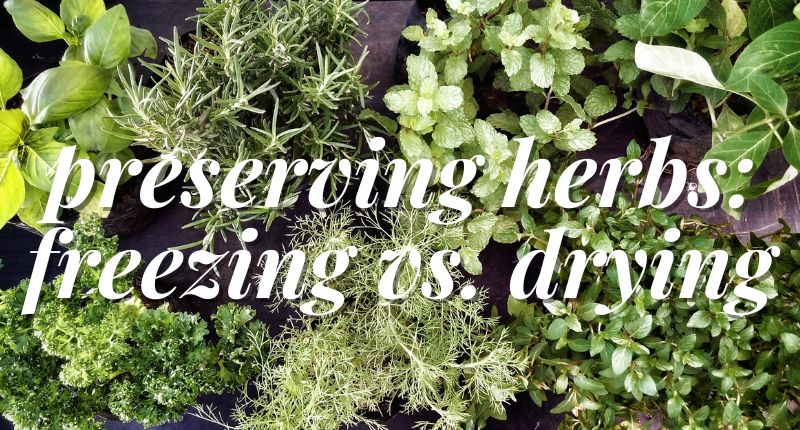 growing and preserving your own herbs learn about freezing vs. drying herbs