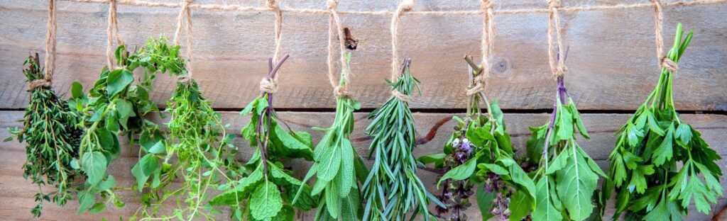 how to preserve herbs by drying them in a dry cool place