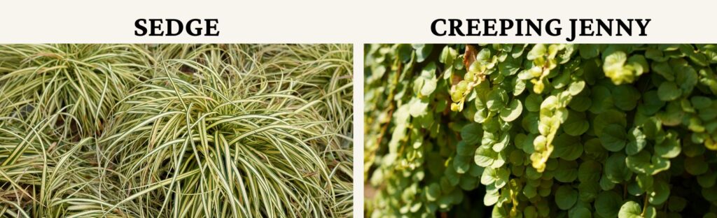 creeping jenny and sedge are excellent spillers for annual fall patio pots