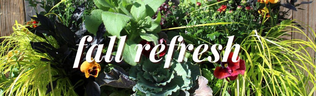 annual plant ideas for refreshing your fall patio pots