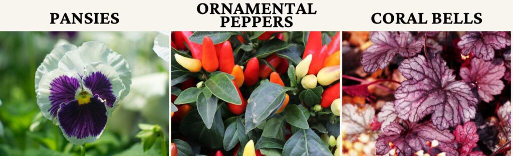 ornamental peppers and pansies or coral bells are excellent annual filler plants for fall porch pots