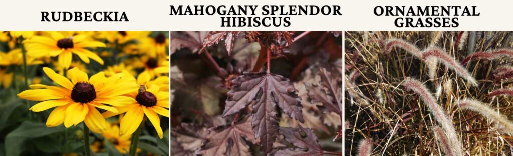 use thriller annual plants like rudbeckia and grasses or mahogany splendor hibiscus to update your porch pots for fall