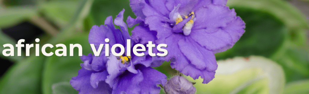 african violets trending indoor blooming plants 2024