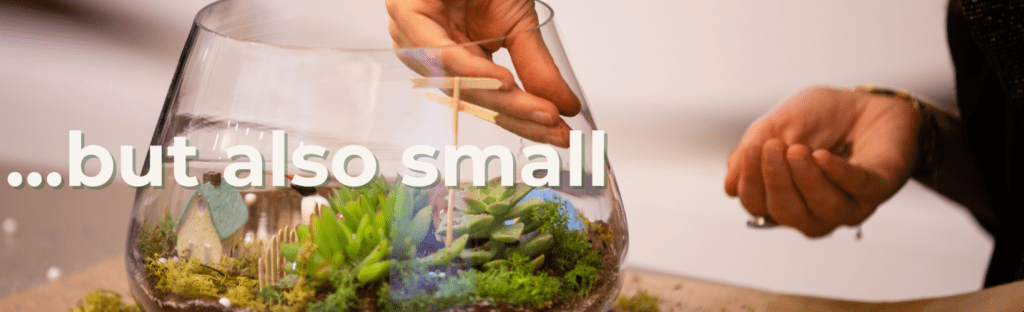 terrariums and mini gardens trending in houseplants 2024