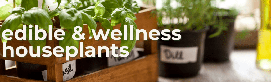 edible and wellness houseplants are popular in houseplant trends for 2024