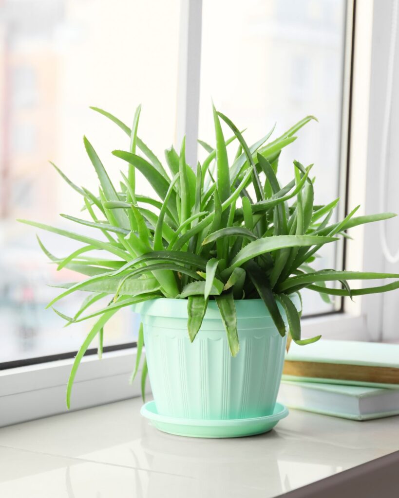 aloe vera in pot on windowsill wellness plants houseplants