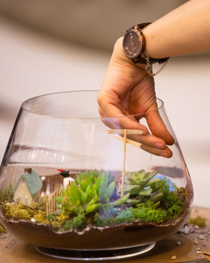 building a terrarium with succulents