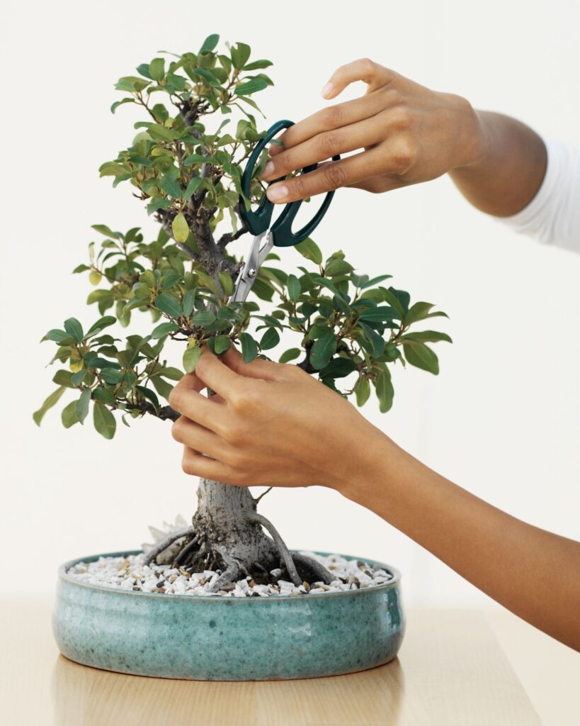 pruning a bonsai tree