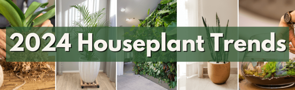2024 houseplant trends list from city floral greenhouse and garden center