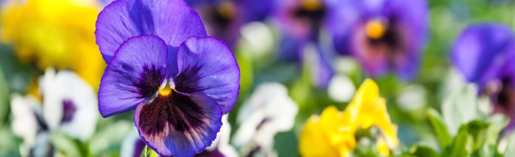 pansies and violas are very cold tolerant