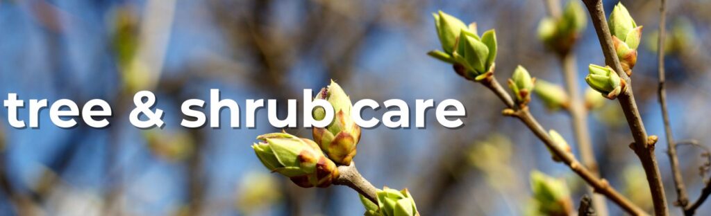 tree and shrub care for spring april gardening tasks and to-dos