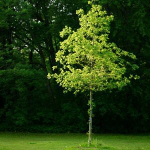 tree watering care and tips