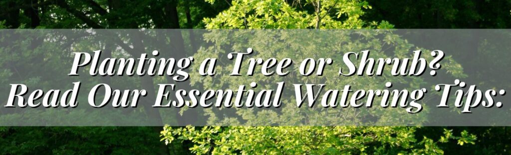 watering tips for newly planted trees and shrubs winter watering essentials