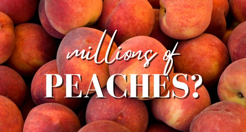 summer peaches for peach recipes