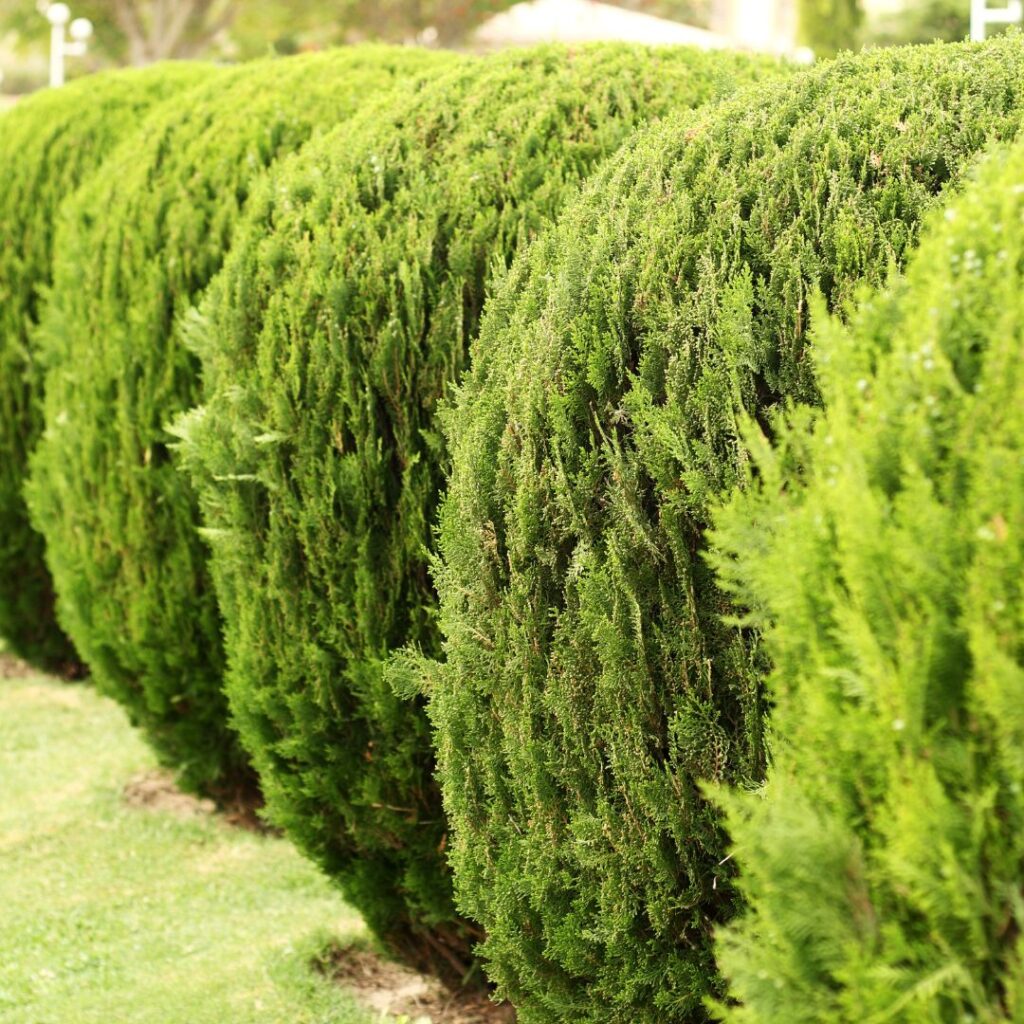columnar evergreens privacy screen planted in row