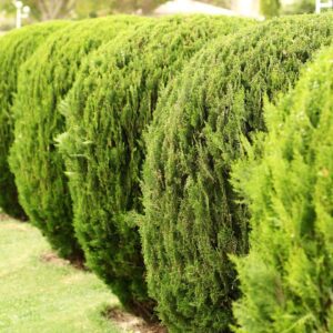 columnar evergreens privacy screen planted in row