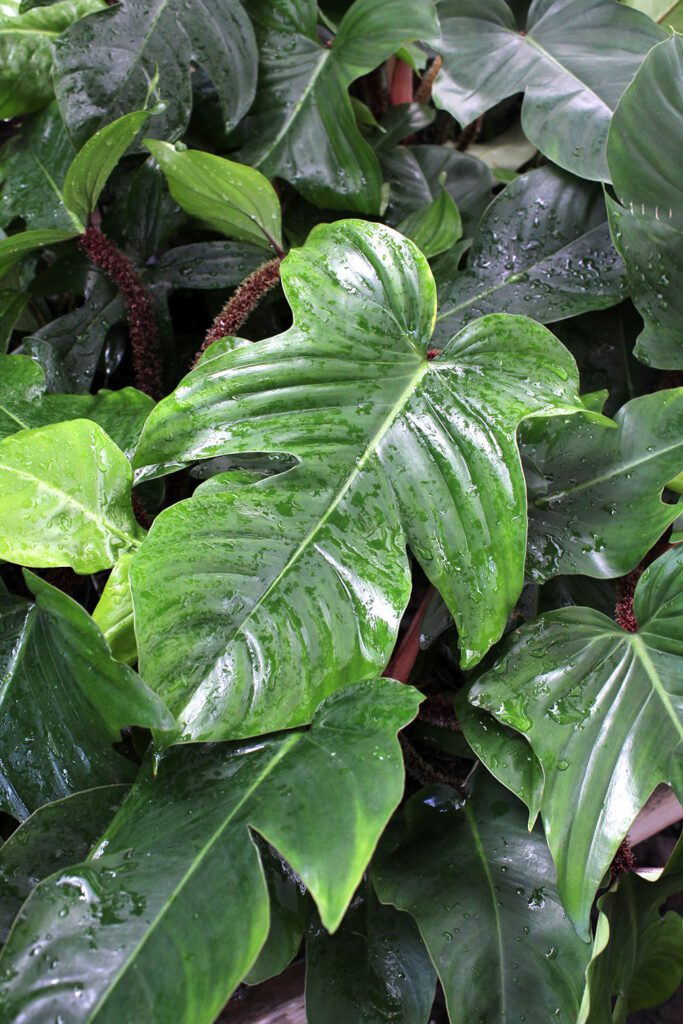philodendron squamiferum 4 inch plant city floral greenhouse