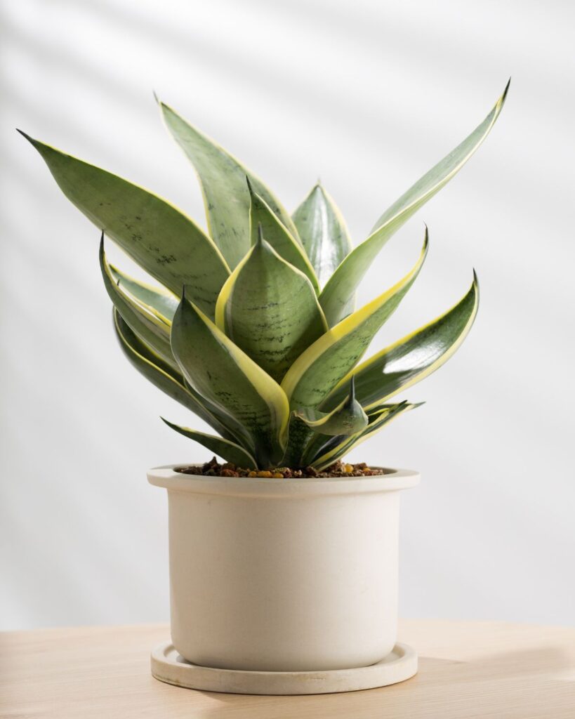sansevieria snake plant houseplant in small pot