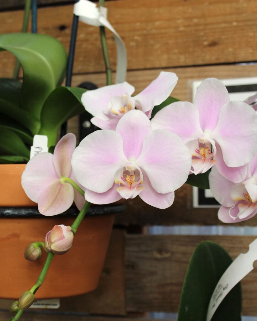 pink orchid flowering at city floral greenhouse and garden center in denver colorado