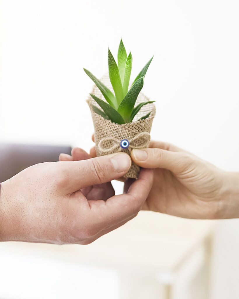 succulent with bow as a small gift