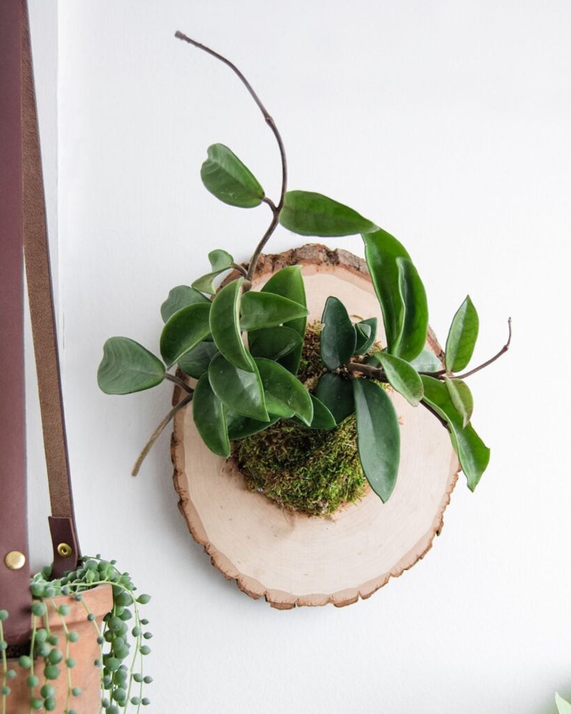 hoya houseplant mounted on wood plaque display