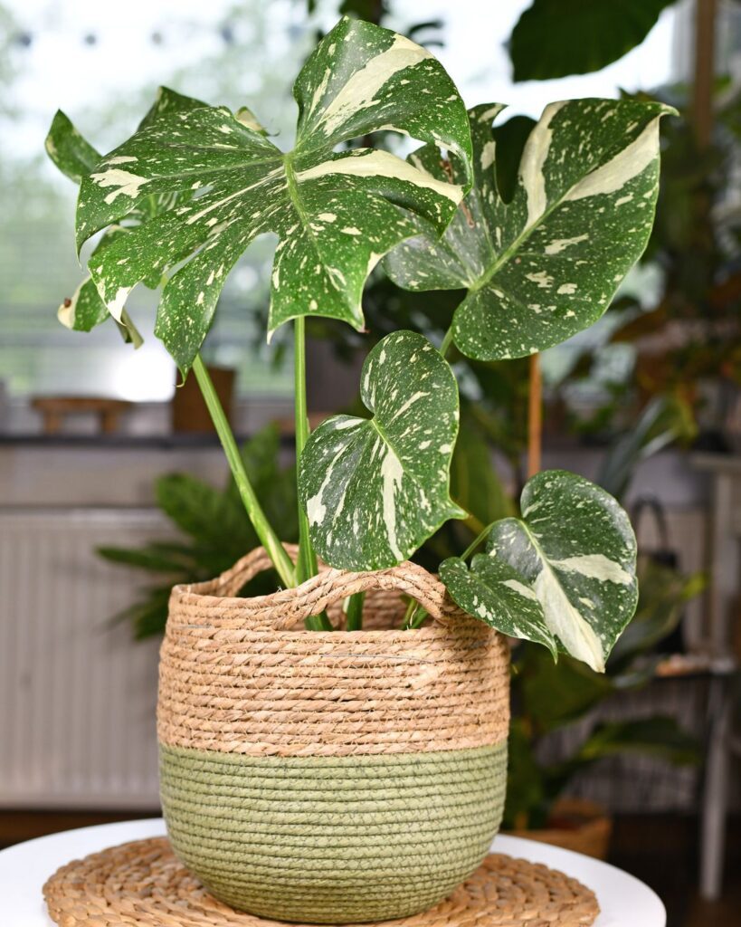 monstera deliciosa thai constellation houseplant in woven basket inside room of plants