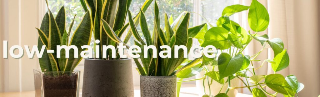 low maintenance houseplants