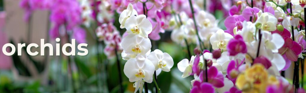 orchids orchid houseplants flowering