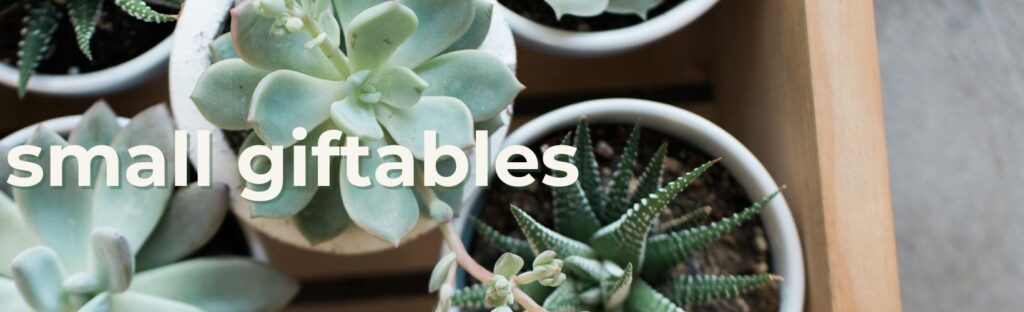 small succulents for small spaces houseplant gifts