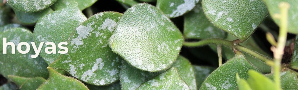 hoya plants hoya curtisii foliage close up
