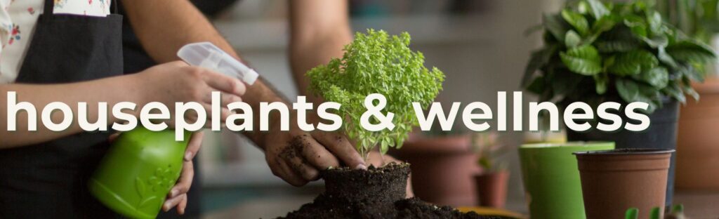 houseplants and wellness houseplants purify air and improve well-being
