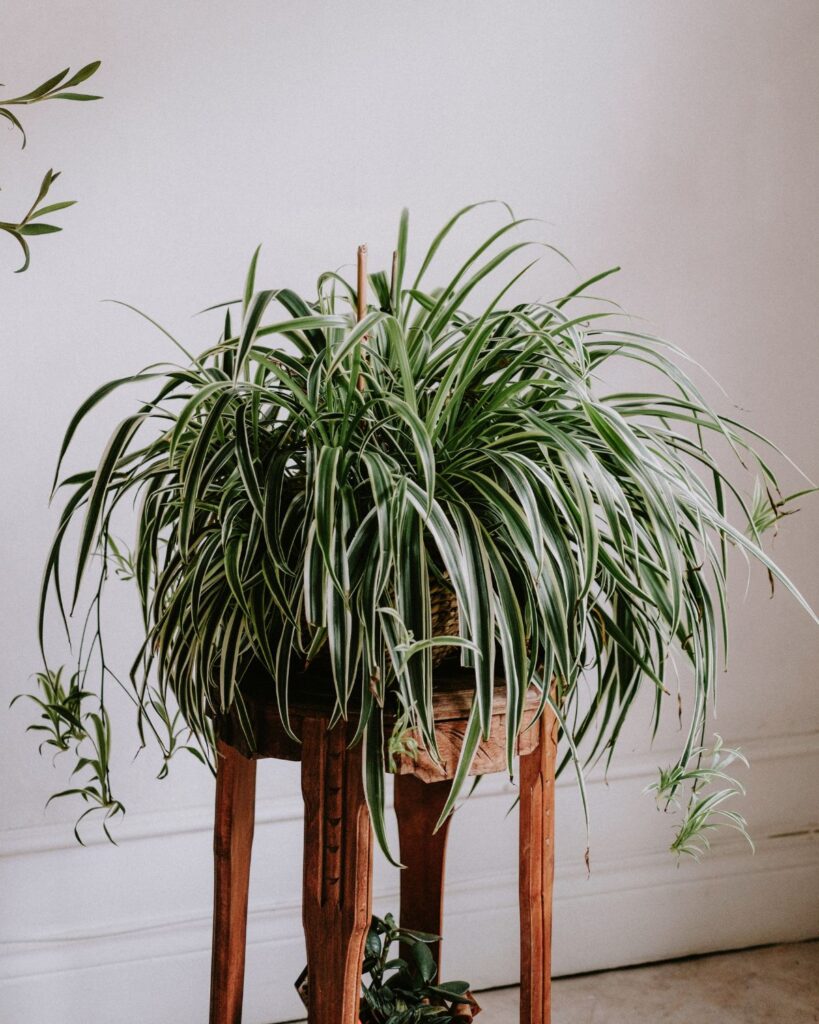 spider plant houseplant on stool