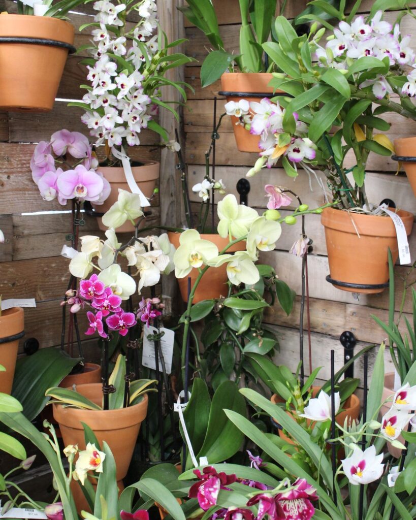 orchid wall display at city floral greenhouse and garden center in denver colorado