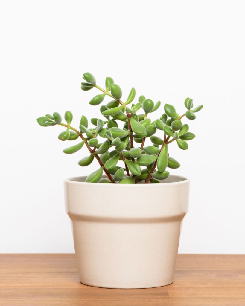 small succulent plant in neutral planter
